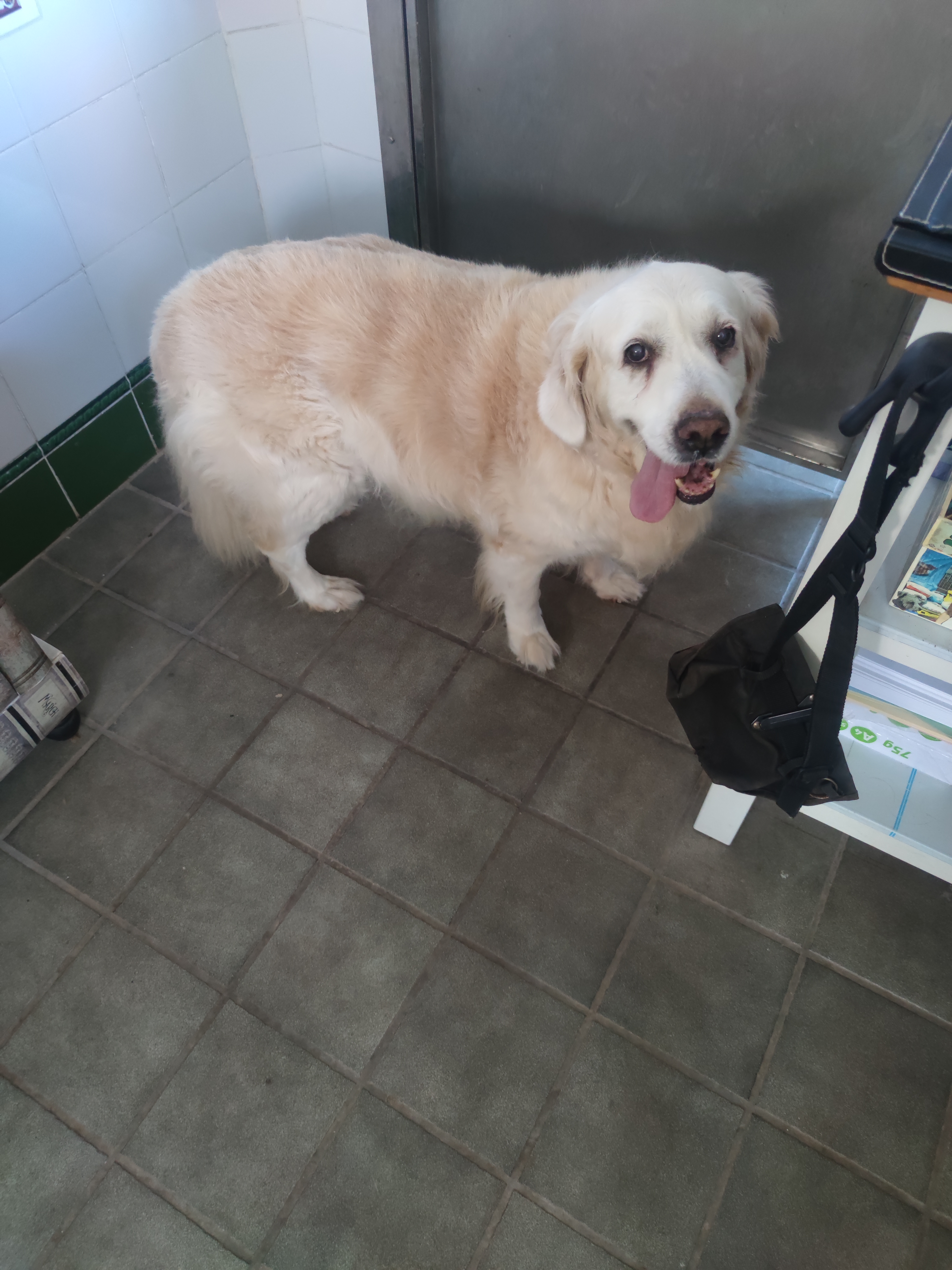 Peluquería de mascotas Yolapatitas
